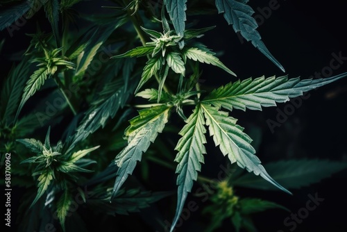 Cannabis plant detail on dark background Generative AI