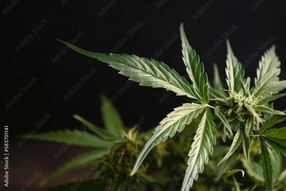 Cannabis plant detail on dark background Generative AI Cannabis plant detail on dark background Generative AI