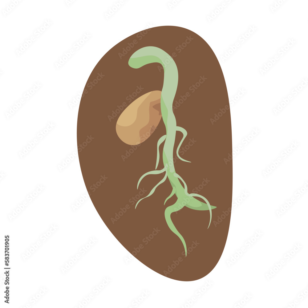 Naklejka premium Sprouting seed on white background