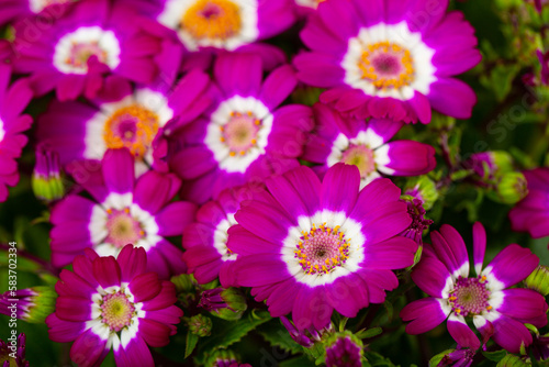 Closeup of richly blooming cineraria mauve flowers on background of green foliage