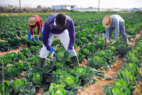 African-american man working on farm field on summer day, harvesting fresh cabbage