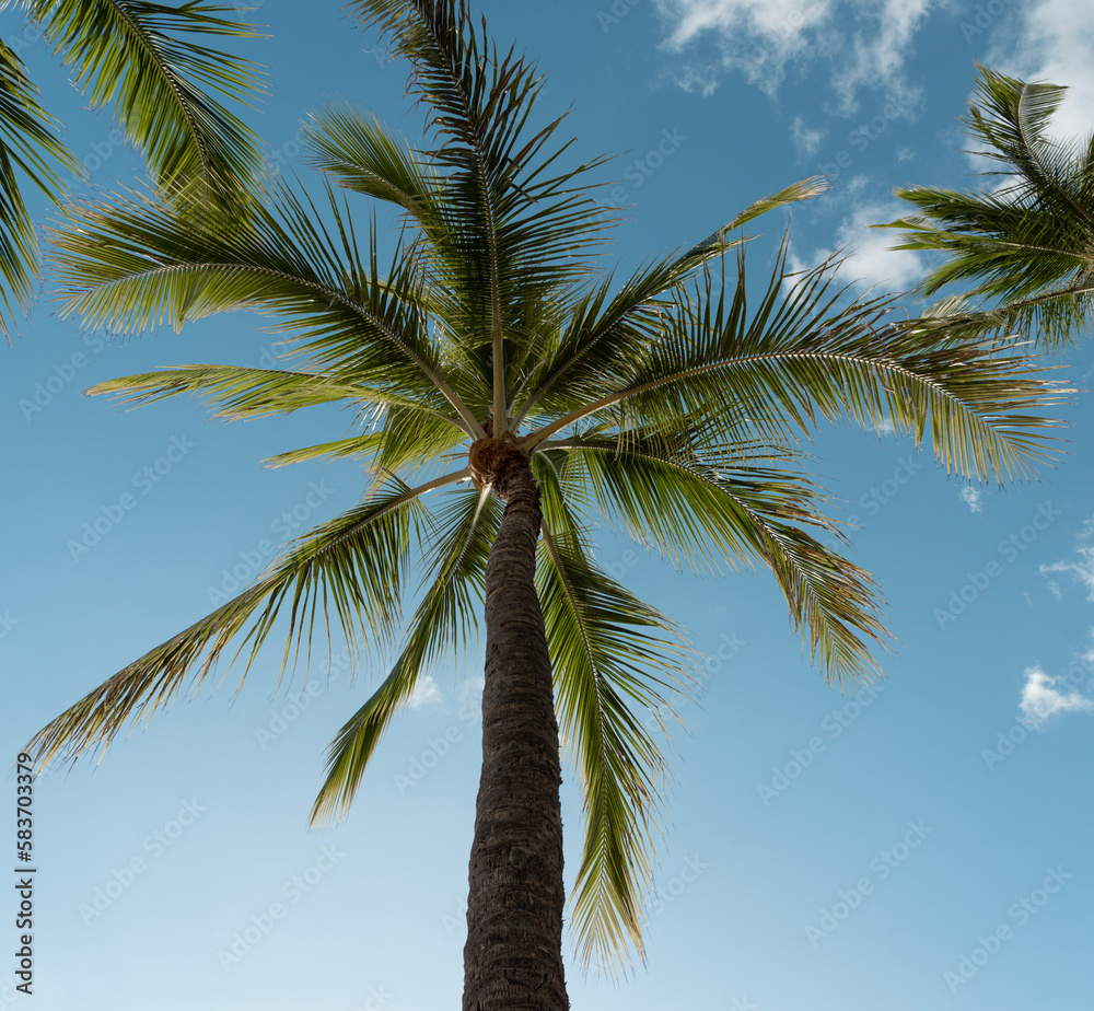 Fototapeta premium coconut tree