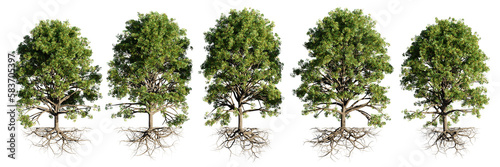 trees with roots, collection of beautiful tree groups, isolated on transparent background
