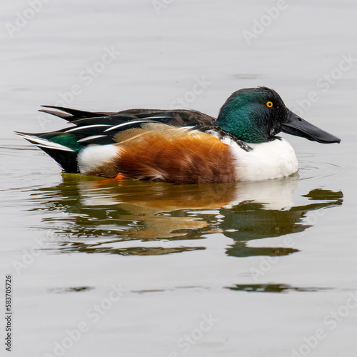 Male Northern Shoveller