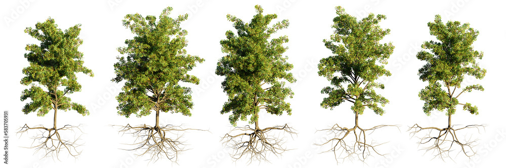 trees with roots, collection of beautiful tree groups isolated on transparent background