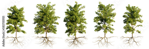 Obraz na płótnie trees with roots, collection of beautiful tree groups isolated on transparent background w salonie