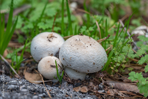 Agaricus mushrooms grow in a Texas woodland in springtime.