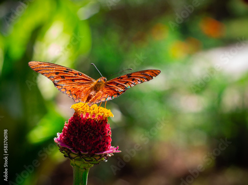 butterfly on a flower, macro photography