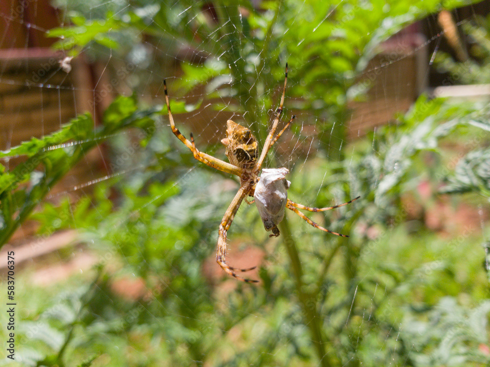 spider on garden catching a insect in a web spider on garden catching a insect in a web