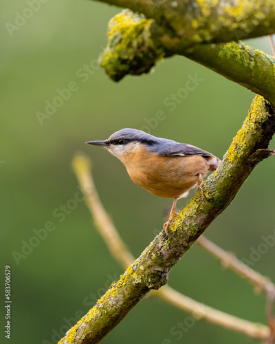 Nuthatch perched on a branch