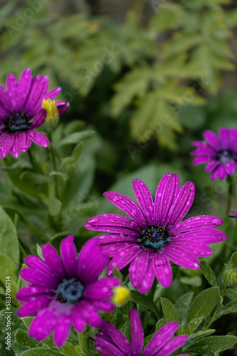 Purple flowers in a mystical garden on a mysterious fairy tale summer floral background. Fantastic nature  dreamy landscape. Toning in restrained  dark tones and shades.