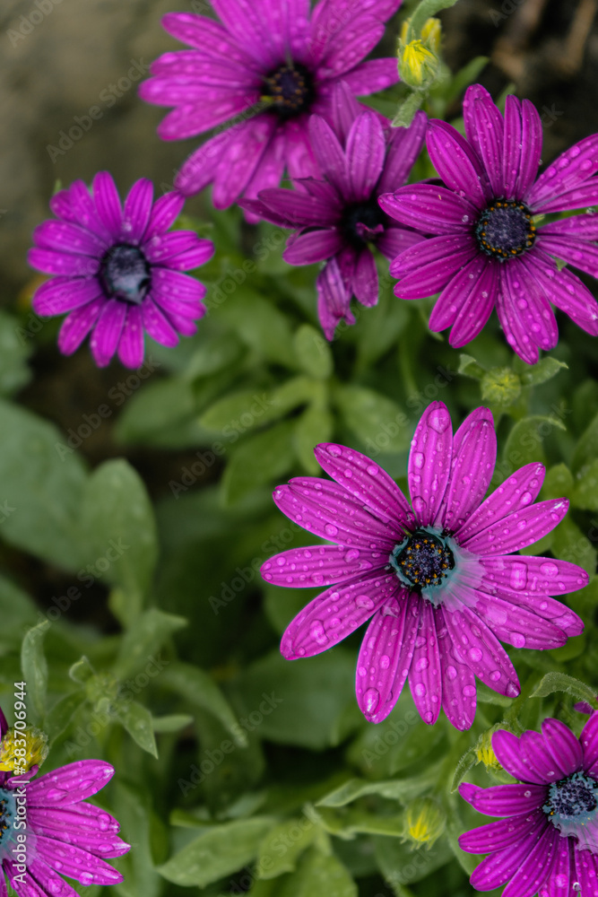 Obraz premium Purple flowers in a mystical garden on a mysterious fairy tale summer floral background. Fantastic nature, dreamy landscape. Toning in restrained, dark tones and shades.