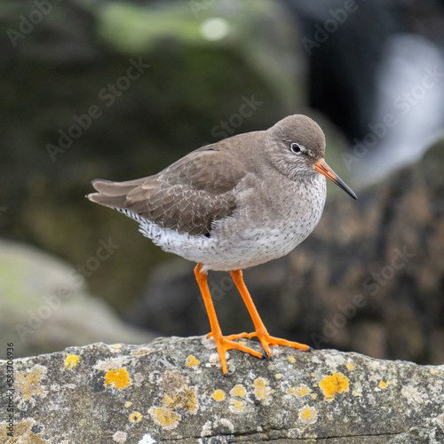 Redshank on a rock by the coast