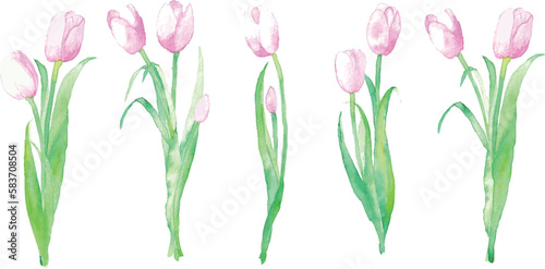 水彩画。水彩タッチのベクター植物イラスト。チューリップのリアルタッチイラスト。Watercolor painting. Vector plant illustration with watercolor touch. Realistic touch illustration of tulips.
