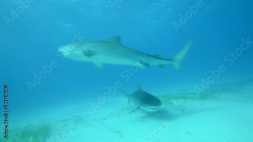 Wallpaper Mural Multiple Tiger Sharks Approach a Scuba Diver at Tiger Beach in the Bahamas Torontodigital.ca