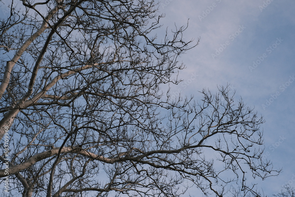 branches against blue sky branches against blue sky
