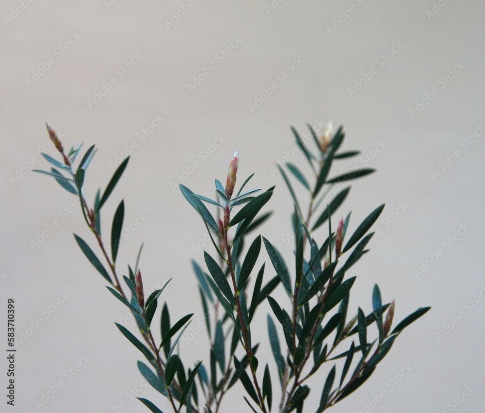 Fototapeta premium Growing callistemon, ornamental and medicinal plant, on grey background