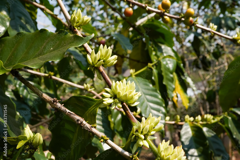 Coffee flower. Blooming coffee tree. White flowers. In the farm, coffee trees bloom with white flowers. farmer's garden close up of coffee flower under sunlight Coffee flower. Blooming coffee tree. White flowers. In the farm, coffee trees bloom with white flowers. farmer's garden close up of coffee flower under sunlight
