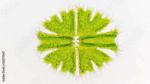 Freshwater microalgae from desmid group, Micrasterias apiculata. Freshwater phytoplankton. Live cell. Selective focus photo