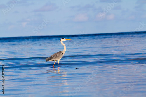 An Isolated Egret in the Ocean