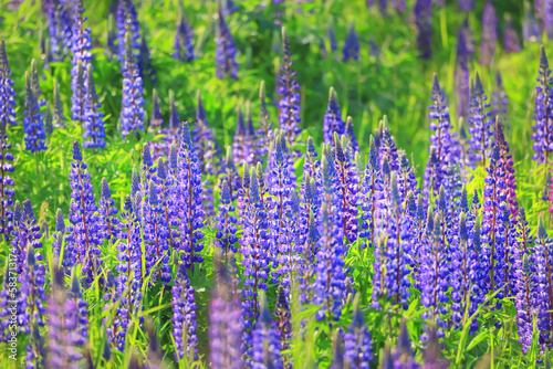 meadow springtime wild flowers lupine background copy space © kichigin19