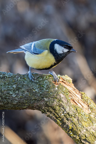 Great tit sitting on a twig.