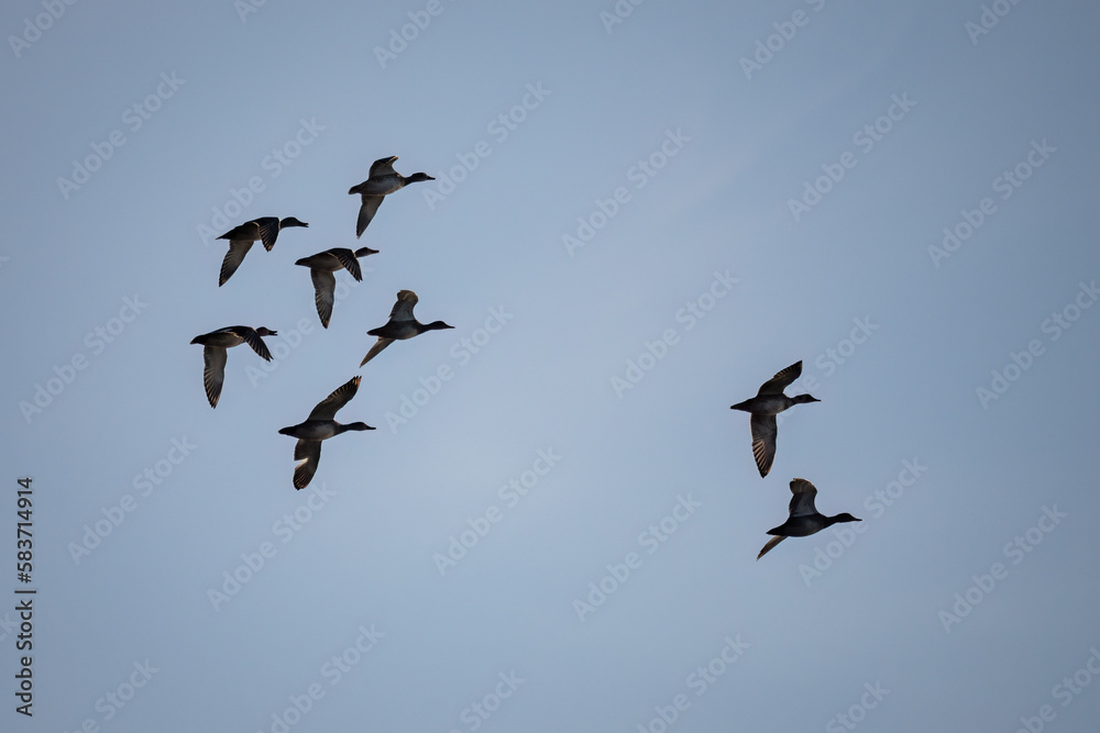 A flock of ducks flying in the sky.