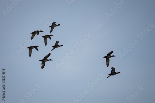 A flock of ducks flying in the sky.