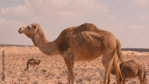 Wadi al-Sirhan, northern Saudi Arabia. View of camels in the desert. photo