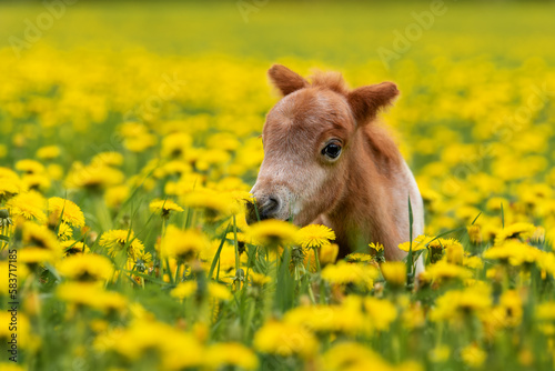 Little pony foal in the field with flowers