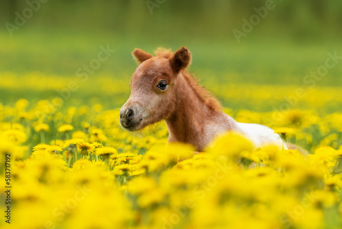 Little pony foal running in the field with flowers © Rita Kochmarjova