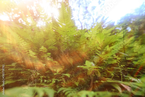 tropical greenery leaves abstract background jungle nature rainforest