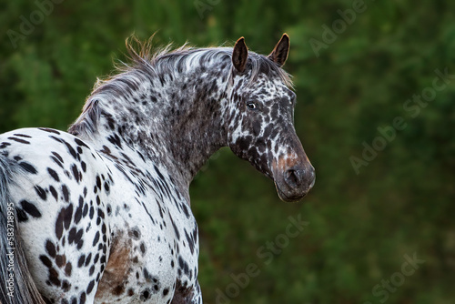 Portrait of appaloosa breed horse looking back photo