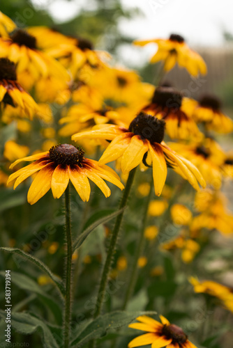 Rudbeckia plants  the Asteraceae yellow and brown flowers  common names of coneflowers and black eyed susans. Positive and happy feeling in spring given by flowers.