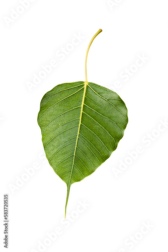 Green Bohhi Tree leaf isolated on white
