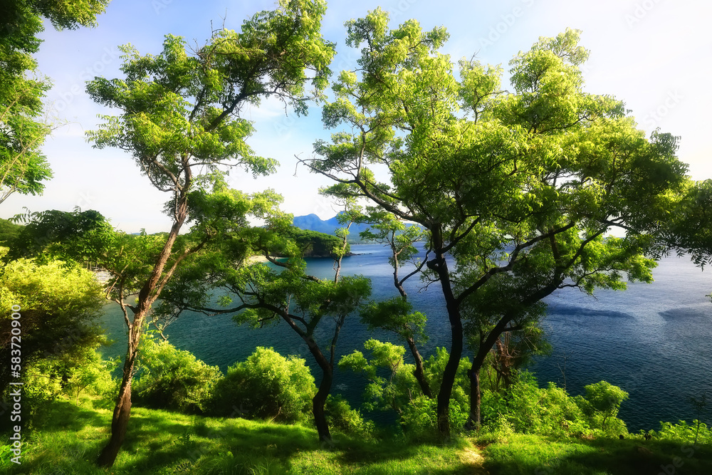 Fototapeta premium tropical greenery leaves abstract background jungle nature rainforest