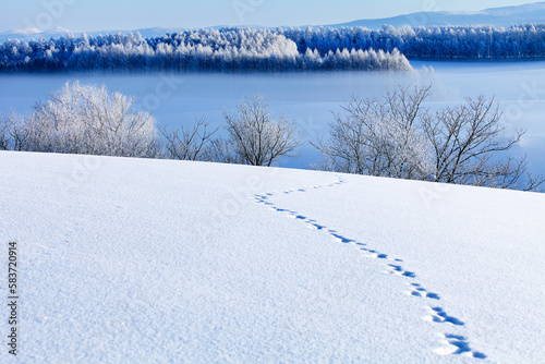 凍て付いた朝の丘（美瑛町）