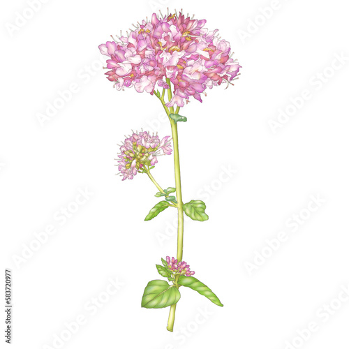 Marjoram flower