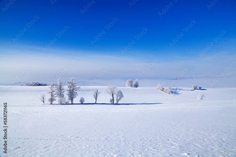 凍て付いた霧氷の丘（美瑛町）