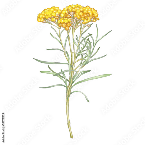 Immortelle flower