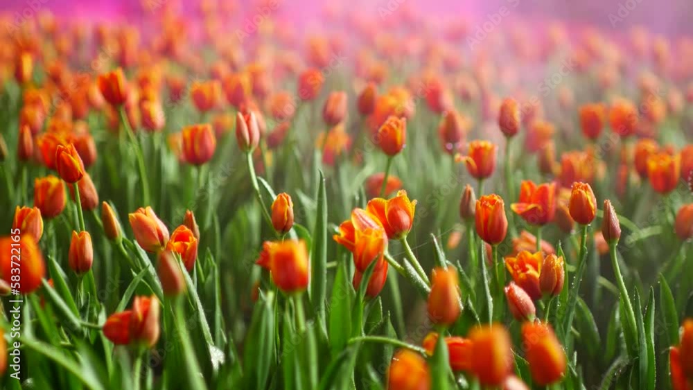 Field of decorative flowers, tulips at the exhibition Field of decorative flowers, tulips at the exhibition