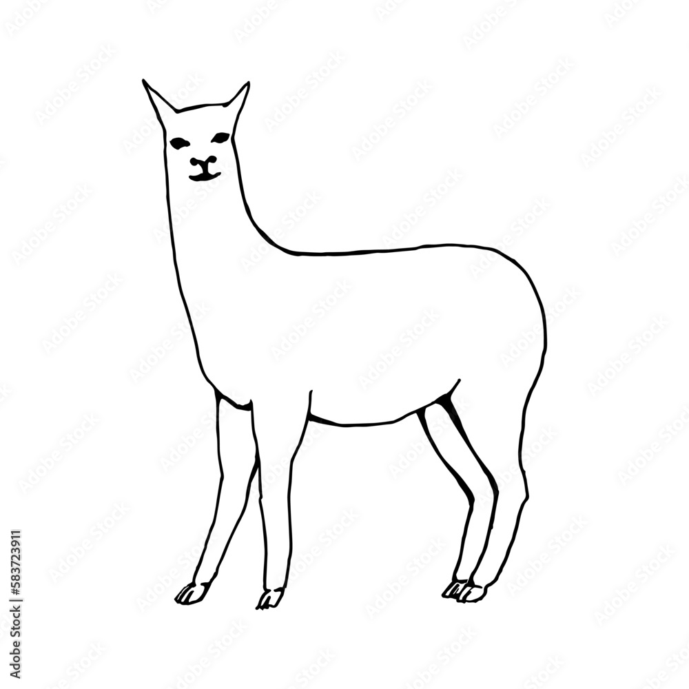 Abstract, minimalistic sketch of a llama. Line drawing, line art. Vector illustration