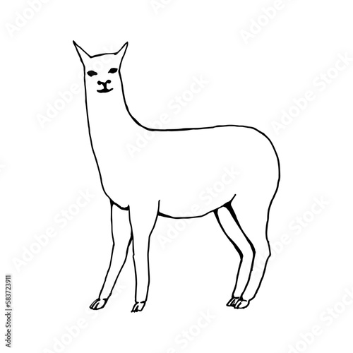 Abstract  minimalistic sketch of a llama. Line drawing  line art. Vector illustration