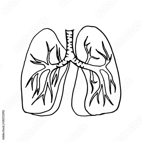 Abstract, minimalistic sketch of human lungs. Line drawing, line art. Vector illustration