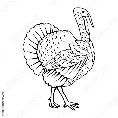 Abstract, minimalistic sketch of a turkey in simple lines. Line drawing, line art. Vector illustration