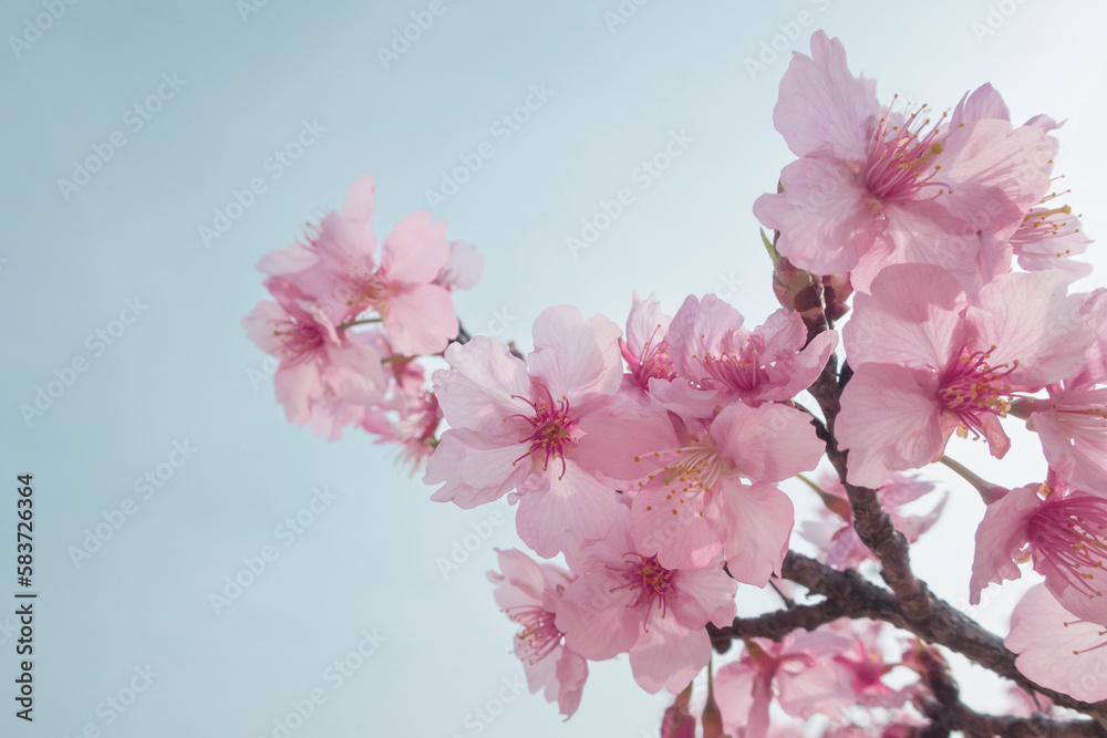 春の青空に映えるピンクの河津桜