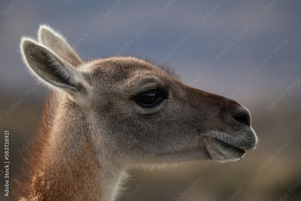 close up of a guanaco patagonian