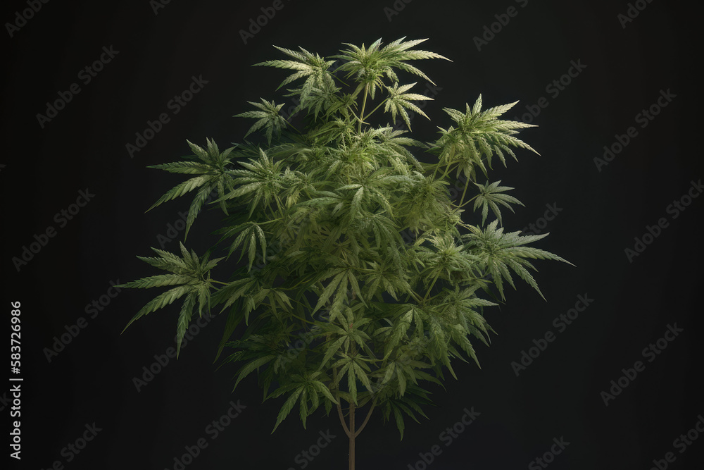 Marijuana Plant made with generative ai