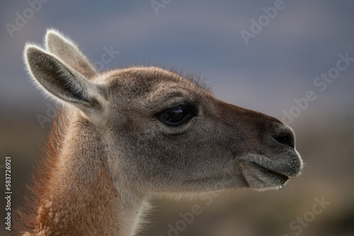 close up of a guanaco patagonian