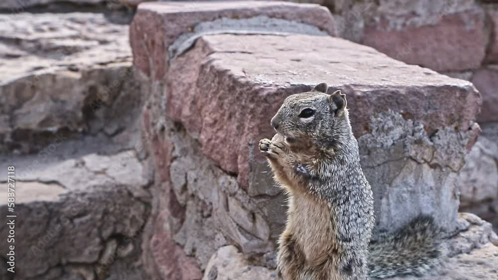 Squirrel is begging for nuts from tourists, close up. Tourist feeds a
